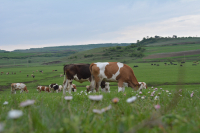 Pentru rumegătoare și porci - LEVAMISOL, un antihelmintic și imunomodulator