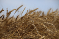 Cinci noi fungicide lansate de ADAMA pentru cereale, în Europa