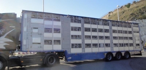 Țările terțe, destinații principale pentru exporturile de animale vii din România
