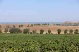Peste 16 milioane de euro au solicitat grupurile de producători de la AFIR