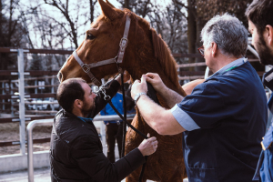 Congres Internațional de Medicină Complementară. Terapii alternative în domeniul veterinar