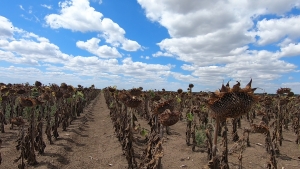 Până în primăvara lui 2021, producătorii vor fi despăgubiți pentru culturile de floarea-soarelui și porumb afectate de secetă