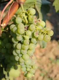 Sprijin financiar pentru distilarea vinului