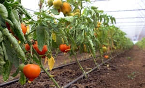 Tinerii sunt majoritari în accesarea programului de tomate
