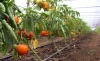 Tinerii sunt majoritari în accesarea programului de tomate