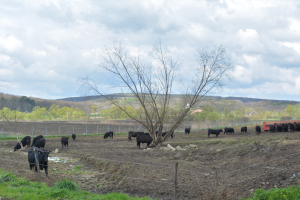 AFM finanțează exploatațiile agricole pentru a se proteja de animalele sălbatice