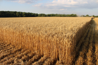 O adevărată comoară a agriculturii în zonele cu resurse de apă limitate. PG 102, grâul cel mai valoros din România