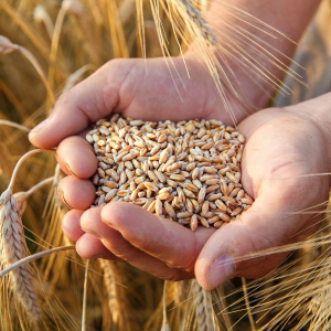 MADR a stabilit tarifele în domeniul semințelor și materialului săditor
