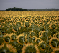 Provocările climei în agricultură