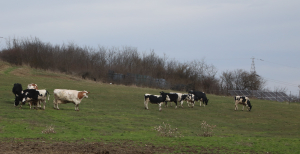 Crescătorii de animale pot cere adeverințe de la APIA pentru accesarea de credite