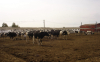 Ajutoare financiare pentru crescătorii de bovine și procesatorii de lapte