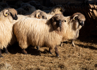 Fermierii pot depune cererile de plată pentru ajutorul de stat în sectorul creșterii animalelor, aferente serviciilor prestate în luna decembrie și trimestrul IV din 2020