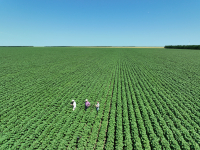 Tehnologiile de cultură la floarea-soarelui, porumb și sorg în condițiile schimbărilor climatice ale anului agricol 2024 – 2025