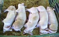 Fermieri, pregătiți să iasă în stradă! 50 de crescători de porci și păsări nu sunt eligibili la plata bunăstării, în ciuda promisiunilor (ACEBOP)