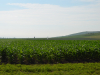 Produse biologice pentru protecția culturilor, prin parteneriatul Corteva Agriscience și Dadelos Agrosolutions