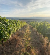 Plantație viticolă de 65 ha, la Apoldu de Sus - Sibiu, cumpărată de USAMV Cluj-Napoca