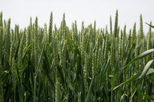 Securitatea alimentară, dezastrul din agricultură și politicile agricole europene