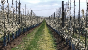 Combaterea dăunătorilor din plantațiile pomicole