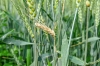 Viespea paiului. Cultivarea de soiuri rezistente cu paiul plin, ideală