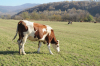 Ajutorul de COVID, solicitat pentru 1.307.297 de bovine