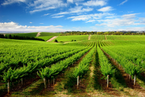 Diminuarea efectelor negative ale stresului biotic și abiotic în plantațiile viticole și pomicole