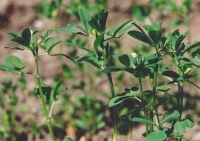 Germenii plantei schinduf constituie cea mai probabilă legătura dintre cele două focare de contaminarea cu E.coli O104:H4.