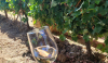 31 de vinuri românești au luat drumul Franței pentru concursul internațional „Best Wine In Box by Vinalies”