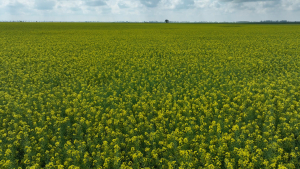 Genetica performantă transformă potențialul agricol în rezultate constante în fermă