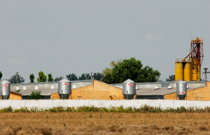Crescătorii de porci și păsări pot solicita ajutorul de stat de la APIA până la 14 martie 2024, inclusiv