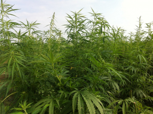 Cânepa, o plantă cu utilizări multiple
