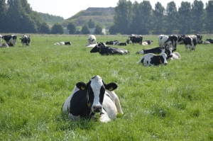 APIA: Cererile pentru ajutorul de stat în sectorul creșterii animalelor se depun până pe 28 iulie 2020