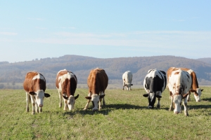 Sprijin pentru crescătorii de bovine