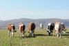 Sprijin pentru crescătorii de bovine