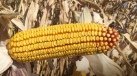 Totul despre cultura porumbului, la Platforma Field Seeds Academy Syngenta de la Vernești - Buzău