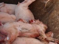 Focarul de pestă porcină din Ucraina închide târgurile și expozițiile de animale din România