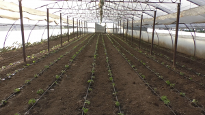 4.880 euro/ha pentru legume în spații protejate și circa 1.800 euro/ha la tomatele pentru procesare