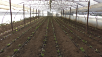 4.880 euro/ha pentru legume în spații protejate și circa 1.800 euro/ha la tomatele pentru procesare