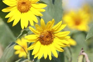 Autorizații temporare pentru tratamentul semințelor de floarea-soarelui