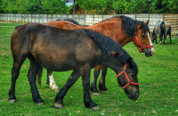 SOS ANZ! Agenția Națională pentru Zootehnie, atribuții conform legislației europene