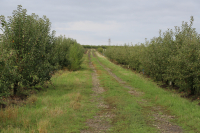 Minimum 3.000 euro/ha, sprijinul de urgență solicitat Comisiei Europene pentru pomicultură și viticultură