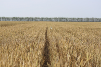 Gestionarea riscurilor în agricultură