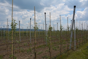 Producția de fructe, afectată de înghețurile târzii