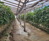Managementul eficient al dăunătorilor asigură calitatea culturilor pentru producția de alimente