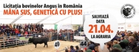 Licitația de bovine de carne la care poate participa oricine