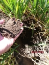 Ministerul Agriculturii, surd la strigătul de ajutor al fermierilor