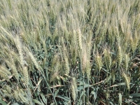 Studiu KeysFin: Afacerile din domeniul producției cerealelor s-au dublat în ultimii șapte ani și au atins nivelul de 16,1 miliarde lei în 2015