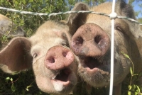 Viziune alarmistă a olandezilor asupra consumului de carne de porc din China