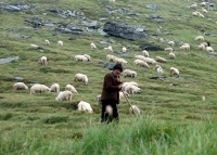 Decizie a Guvernului: Pășunatul animalelor domestice, permis pe perioada întregului an în anumite condiții
