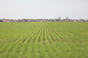 Campania 2024: Avans de 70% pentru plățile directe și 85% pentru intervențiile de dezvoltare rurală