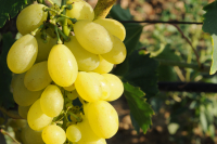 1.200 euro/ha pentru producătorii de struguri de masă